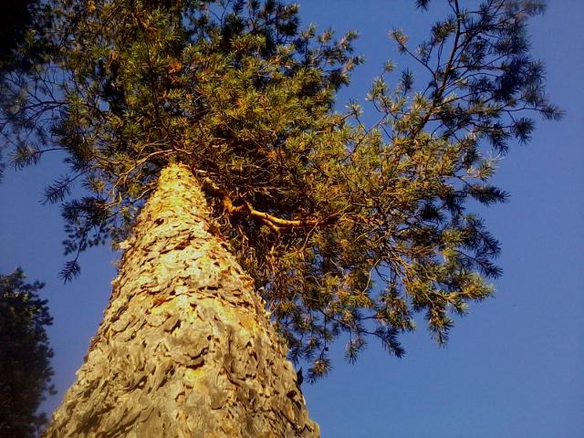 I also love the colors of the pine trees