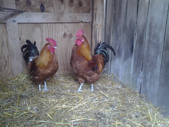 Roosters