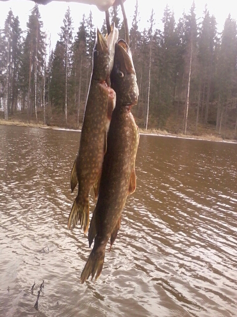 Today's catch