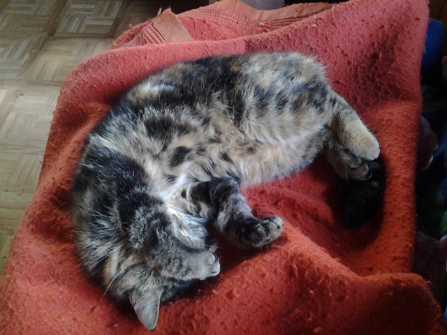 facepaw