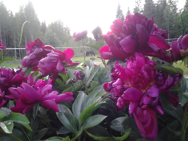 peony