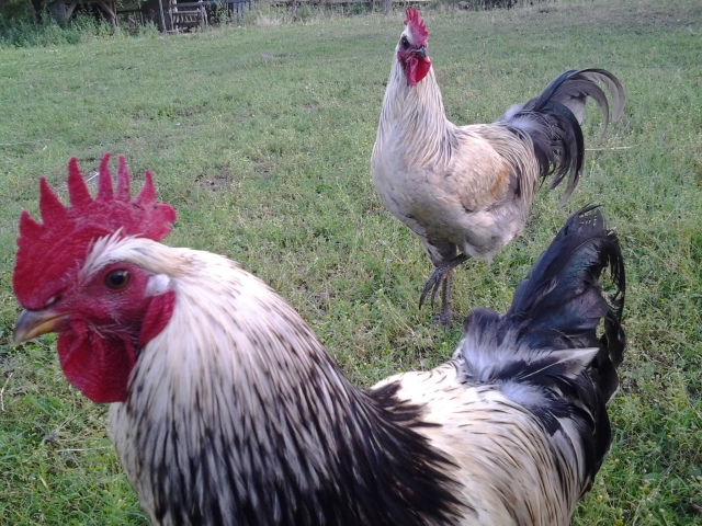 roosters foraging