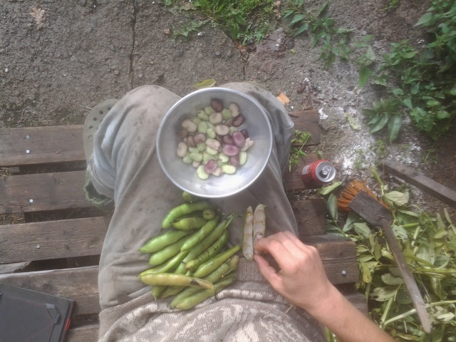 harvesting broad beans