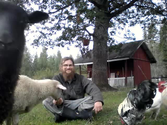 animals