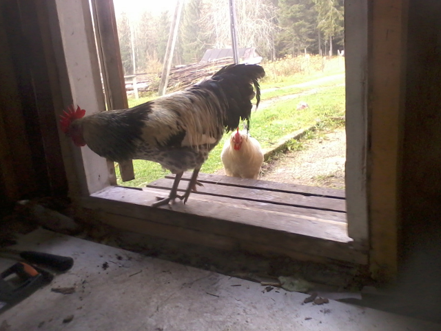 Roosters came to ask for breakfast