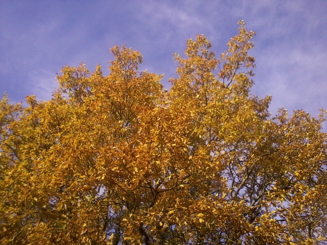 autumn