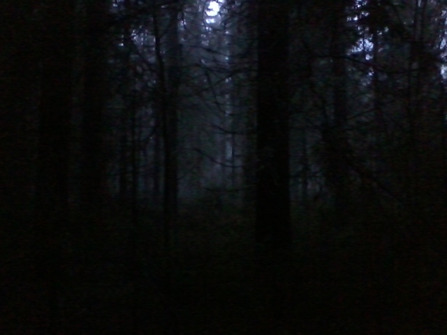 sunday evening walk in the woods