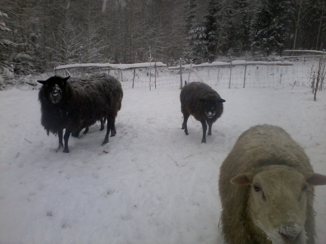 the rams