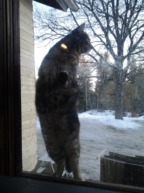 The cat, and laundry.