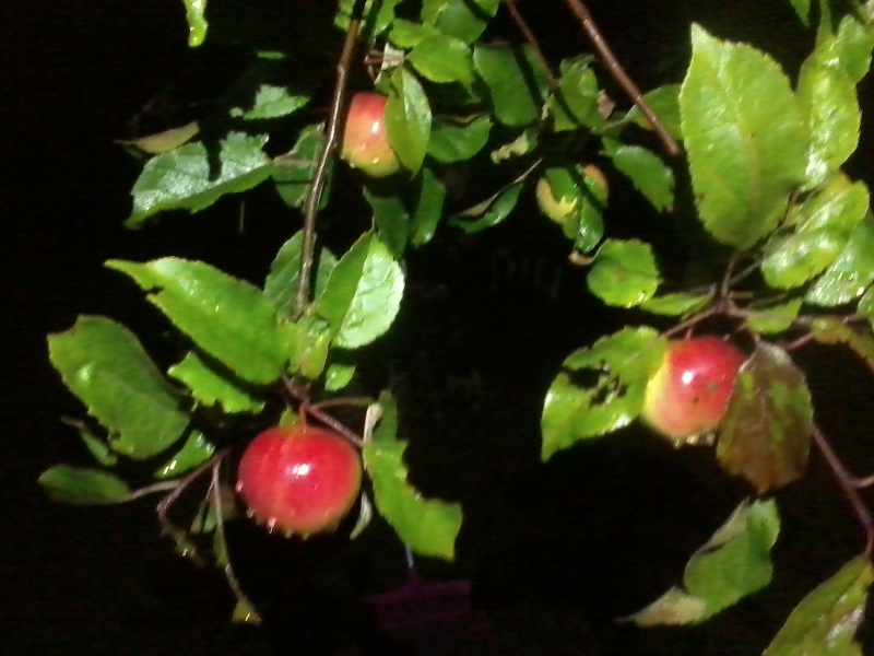 7th of September 2017