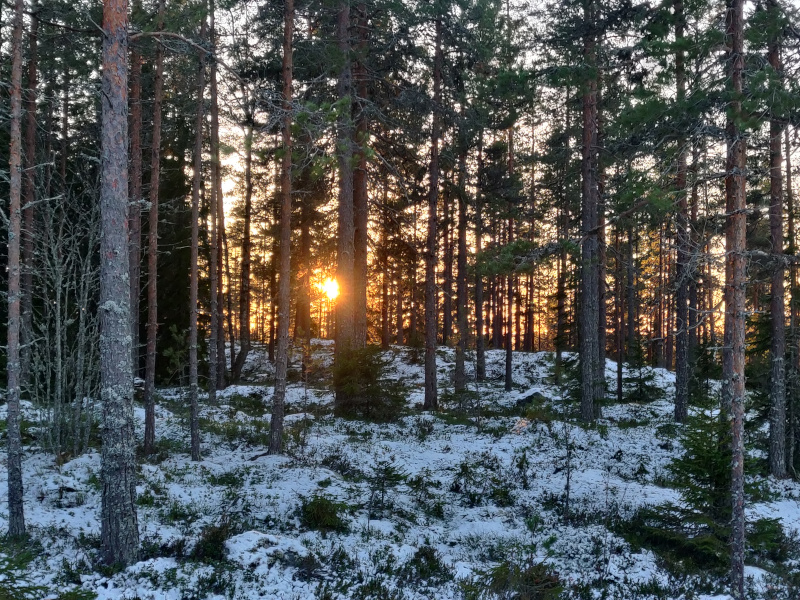 11th of December 2024 11th of December 2024