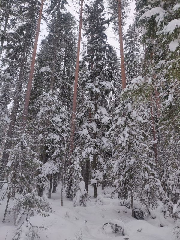 17th of December 2024 17th of December 2024