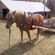 Raiku pulling a cart
