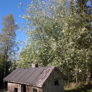 The bird cherry tree and the old sauna