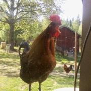 A rooster on a windowsill