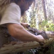peeling a log