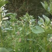 broad beans blooming