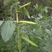 first beans are soon ready to be harvested