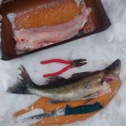 18th of February 2022