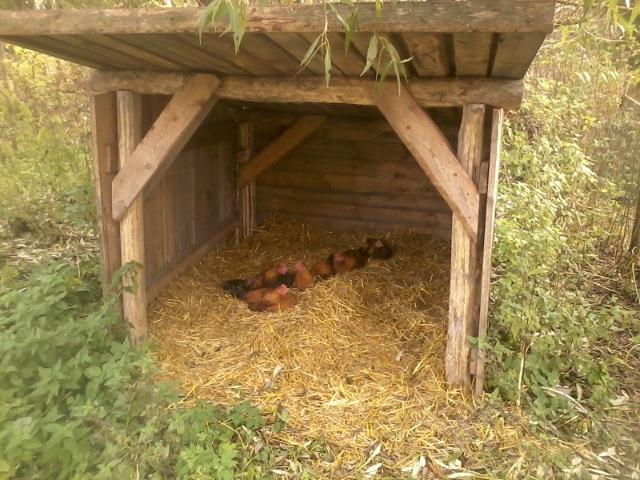 the roosters resting in the dog's shelter