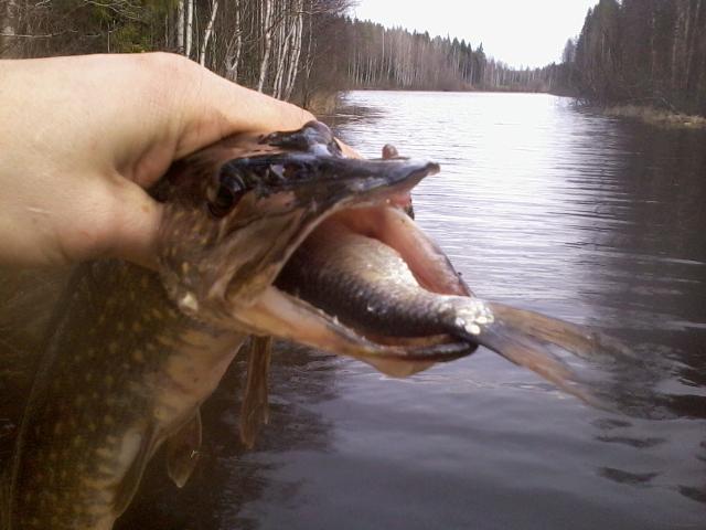 A pike with a roach in his mouth