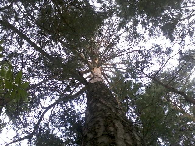 I slept under this pine