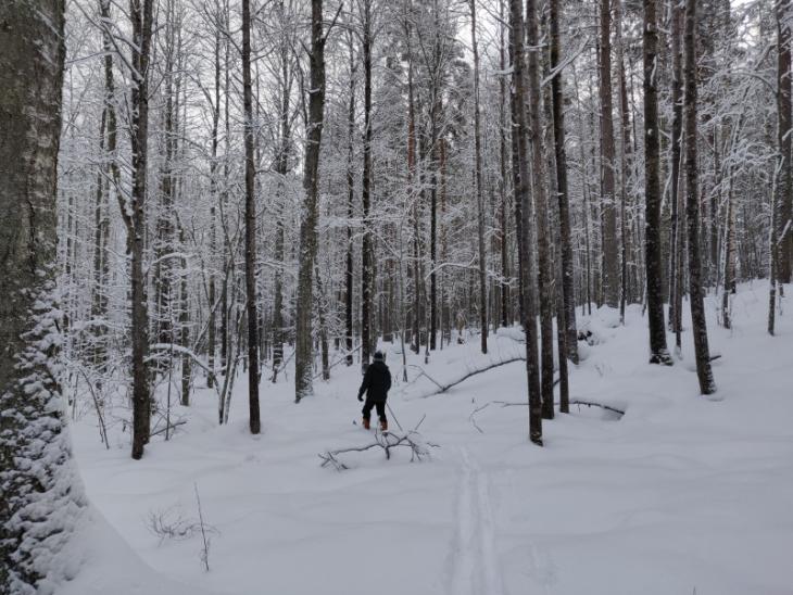 Skiing in the woods.